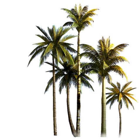 Palm Trees Date Palm Vector Graphics Clip Art Png Vrogue Co