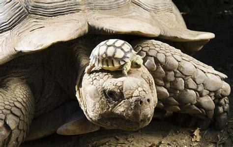 23 Fascinating Photographs You Probably Haven T Seen Before