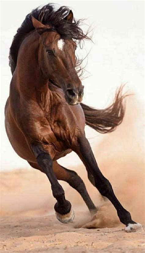 Beautiful Arabian Horses Most Beautiful Horses Majestic Horse All