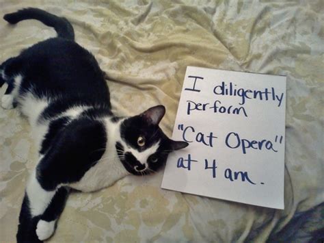 Cat Shaming Why Should Dog Owners Have All The Fun