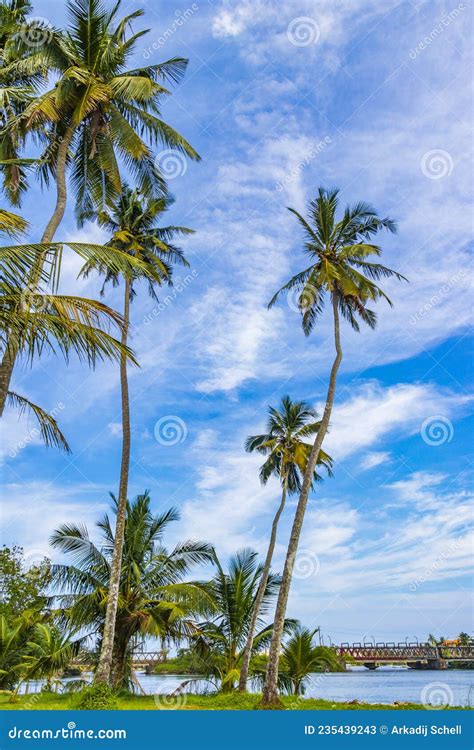 Tropical Palm Trees With Blue Sky Bentota Beach Sri Lanka Stock Image