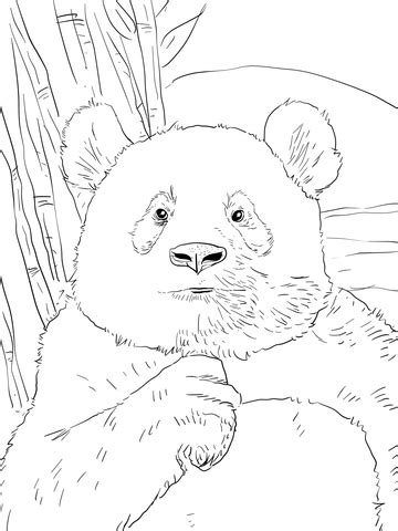 You can use our amazing online tool to color and edit the following panda bear coloring pages. 301 Moved Permanently