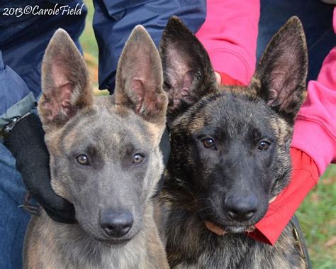 Why buy a puppy for sale if you can adopt and save a life? A Dutch Shepherd can fulfill as many different spots in ...