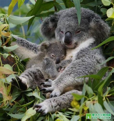 Koala Cuddles Koala Koalas Cute Animals