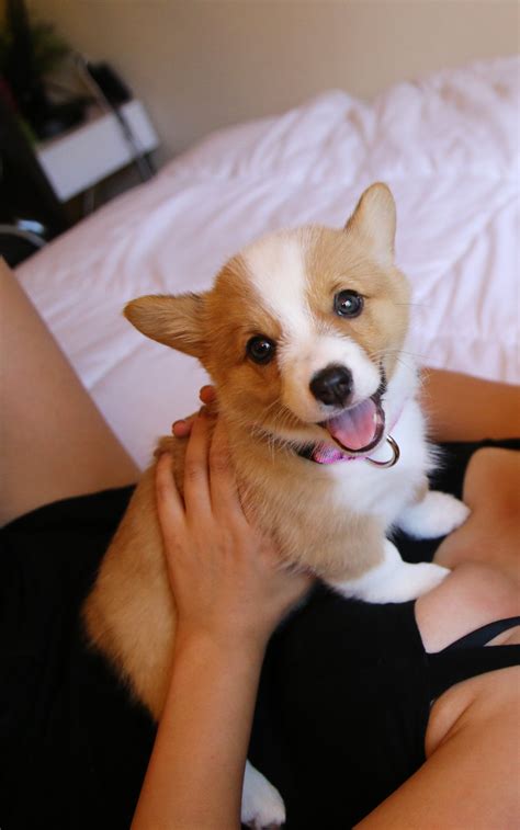 Meet My 8 Week Old Puppy Maple The Corgi