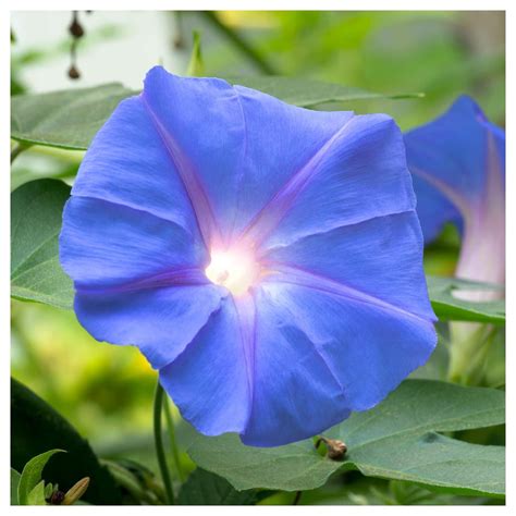 Everwilde Farms 1 Oz Blue Star Morning Glory Garden Flower Seeds
