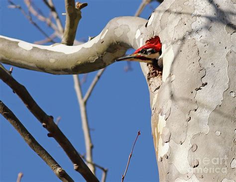 Pileated Woodpecker Peeks Out Photograph By Steve Gass Fine Art America