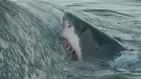 Up Close Video Shows Great White Sharks Devouring Dead Whale Abc7 Chicago