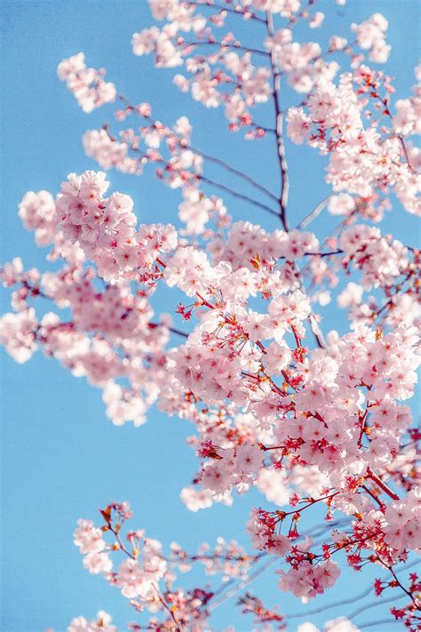 Hd Wallpaper Sakura Tree Background Beautiful Beauty Bloom