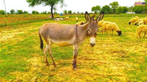 Donkey Grazing With Sheep Animals Video For Kids