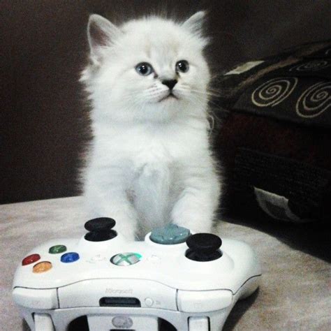 Ragdoll Kitten Wants To Play On The Xbox Ragdoll Of The Day