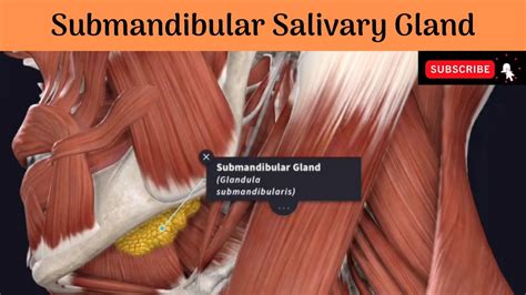 Submandibular Salivary Gland Parts Relations Duct And Relations