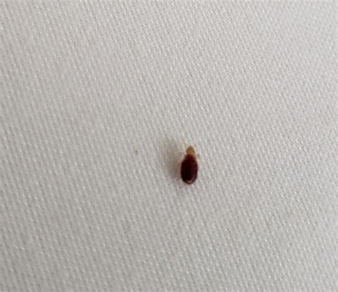 Is It A Bed Bug Full Of Blood When Squashed Whatsthisbug