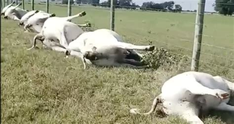 Eerie Footage Shows Line Of Dead Cows After Texas Lightning Storm