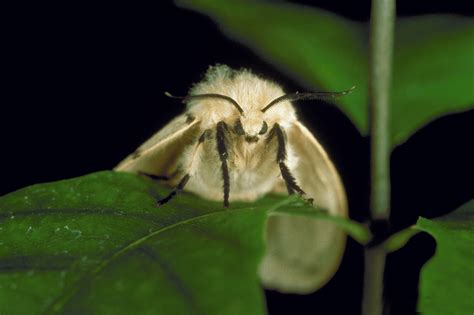 Spongy Moth New Name For An Old Pest Invasive Species Council Of