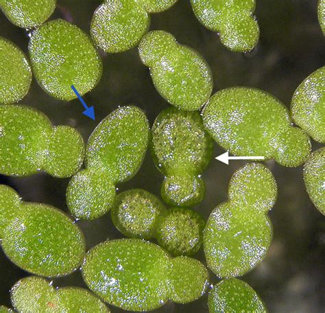 Phycokey Aquatic Macrophytes Nymphaea Images