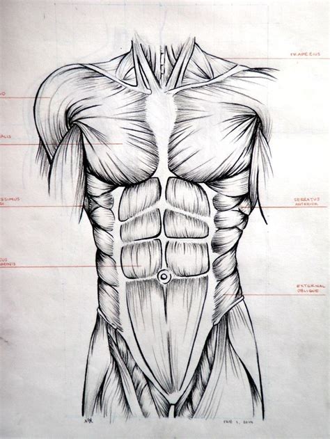 Resultado De Imagen De Musculo Pectoral Dibujo Artistico Anatomy Art