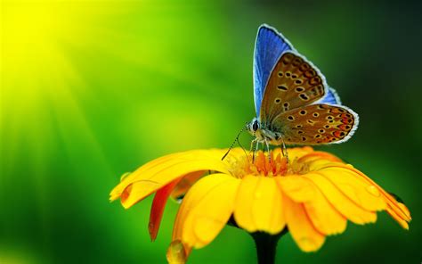 Flowers hd wallpapers in high quality hd and widescreen resolutions from page 2. nature, Macro, Flowers, Butterfly Wallpapers HD / Desktop ...