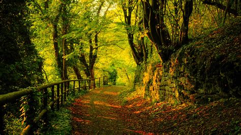 Path Between Fence And Stone Rock In Forest Surrounded By Green Autumn