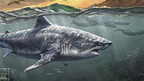 Megalodon Nurseries The Softer Side Of The Monster Shark Youtube