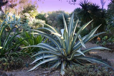 Giant Aloe Vera Plant Yelp
