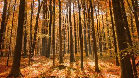 Download Wallpaper 1366x768 Forest Autumn Nature Tablet Laptop Hd