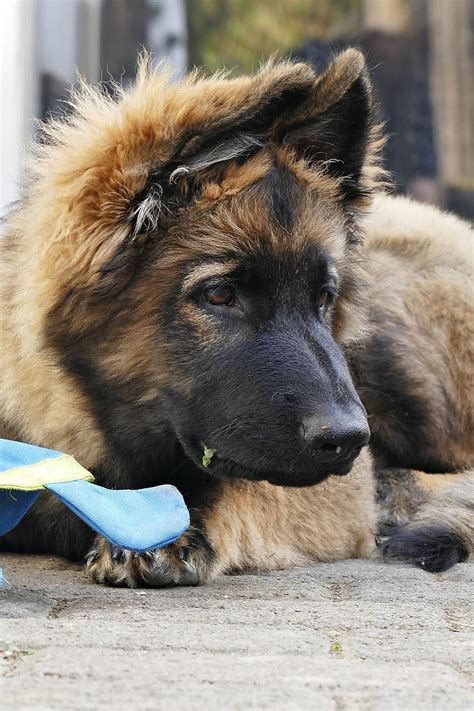 Long Haired German Shepherd Puppies Everything You Need To Know Oatuu