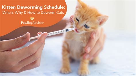 Kitten Deworming Schedule When Why And How To Deworm Cats Pawlicy Advisor