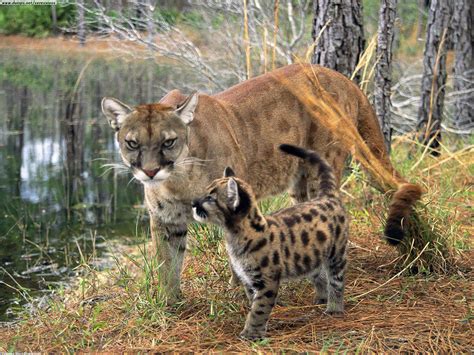 Florida Panther Florida Panthers Are Going Extinct