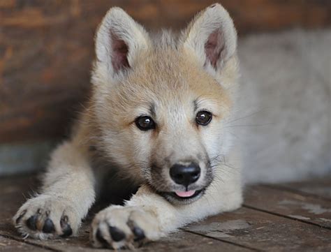 Cute Baby Wolf Cubs