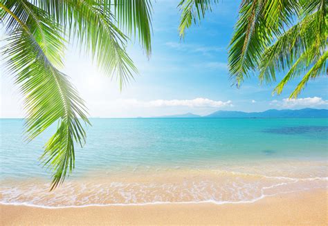 Sea Palm Tree Branch Nature Landscape Sky Clouds Tropical Beach Sunlight Shore Palm Branches The