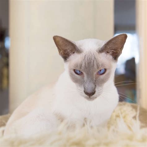 How Much Do Siamese Cats Cost Purr Craze