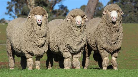 Australias Biggest Sheep Show Is Worth The Trip For Wa Merino Stud