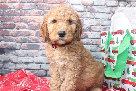 Sioux falls homes for sale. Snickers: Goldendoodle puppy for sale near Sioux Falls ...