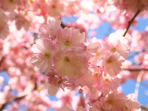 Wallpaper Pink Flower Spring Cherry Blossom Branch Flora Petal