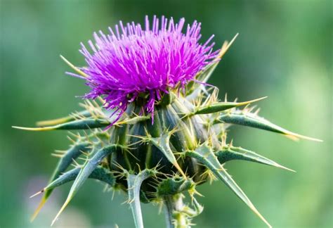 Ultimate Guide To Thistle Flower Meaning Cirsium Petal Republic