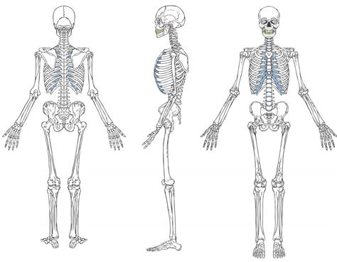 Skeletal System Anterior View Vrogue Co