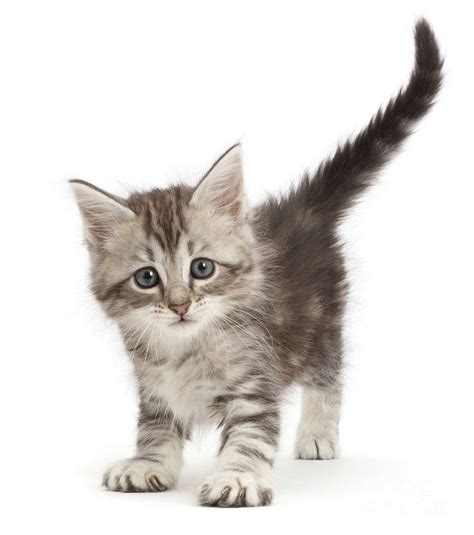 Grey Tabby Kitten Photograph By Warren Photographic