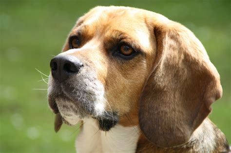 Free Images Hound Close Up Nose Snout Vertebrate Beagle Dog