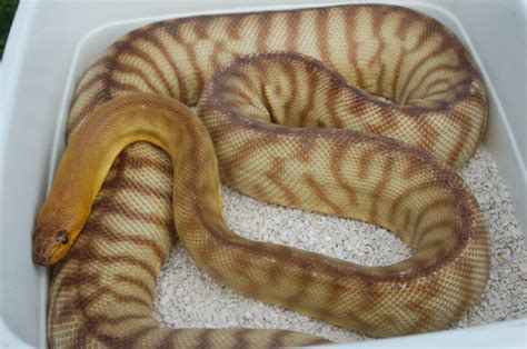 Woma Pythons Aspidites Ramsayi At Aar