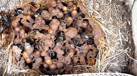 Carpenter bees build their nests in wood structures. History of a Bumblebee nest, the long version. - YouTube