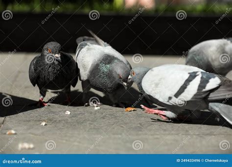Beautiful Grey Doves Feeding On City Street Closeup Stock Photo
