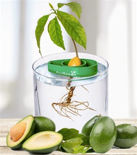 From smoothies to tacos to breakfast foods, avocados go great with it all. Avocat à faire pousser - Avoseedo