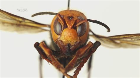 Invasive Honeybee Killing Hornet Threatens Washington Hives
