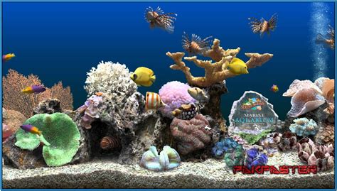 Marine Aquarium Wallpaper Wallpapersafari