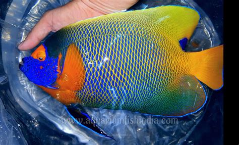 Blueface Angelfish Aquarium Fish India