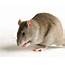 Rat Pictures White Picture 4082
