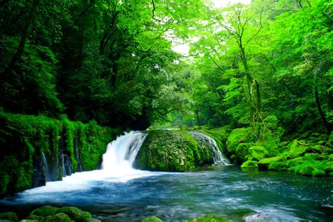 Download Tree Green Forest Nature Waterfall Hd Wallpaper