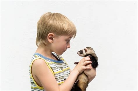 Are Ferrets Good Pets For 12 Year Olds Pets Retro