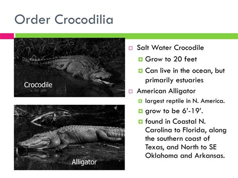 Ppt Reptiles Alligators And Crocodiles Snakes And Iguanas Sea Turtles